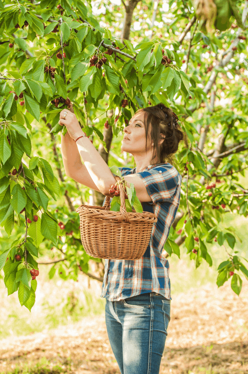 Morello Fruit
