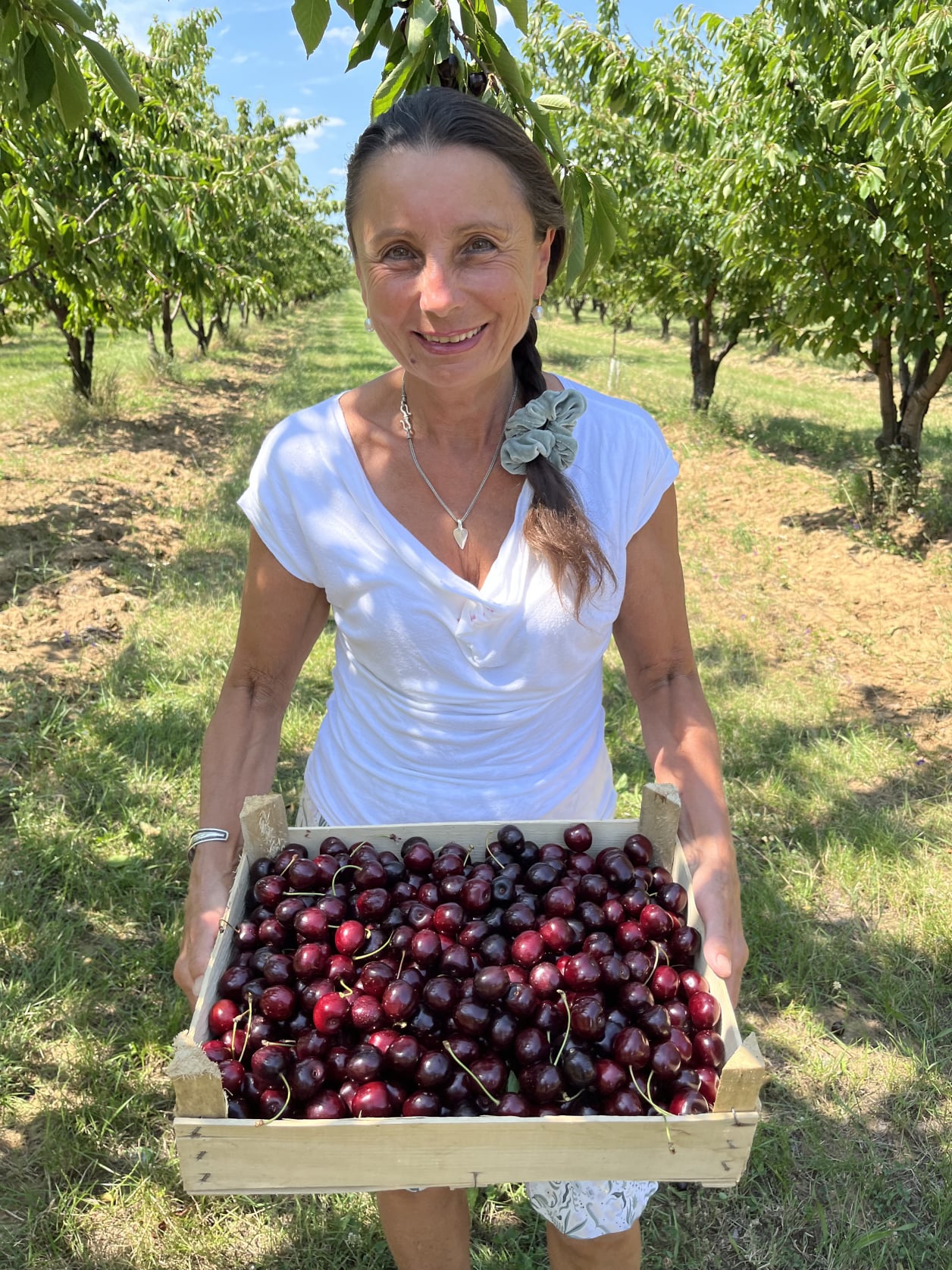 Morello Fruit